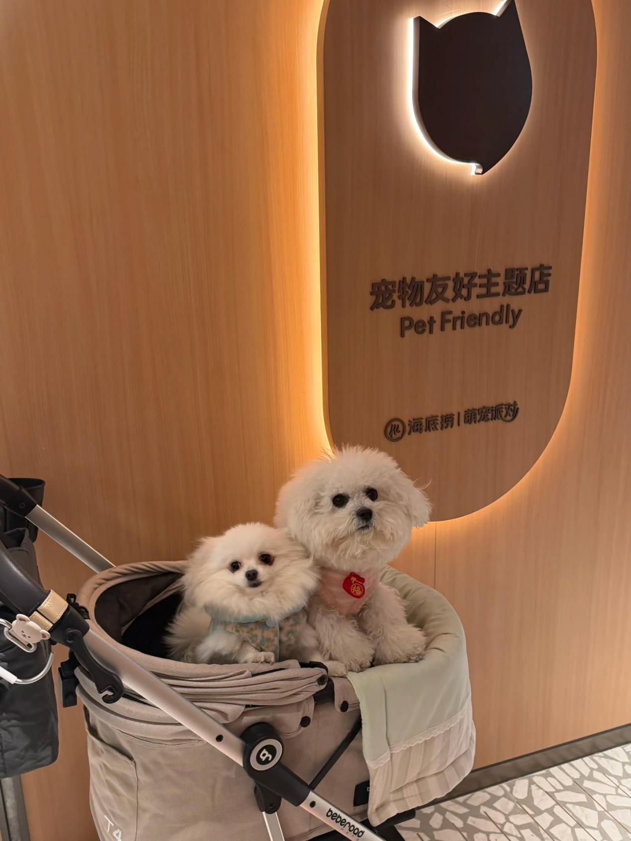 户苏州 创新场景开启“与宠相伴”火锅新体验麻将胡了试玩模拟器海底捞宠物友好主题店落(图2)