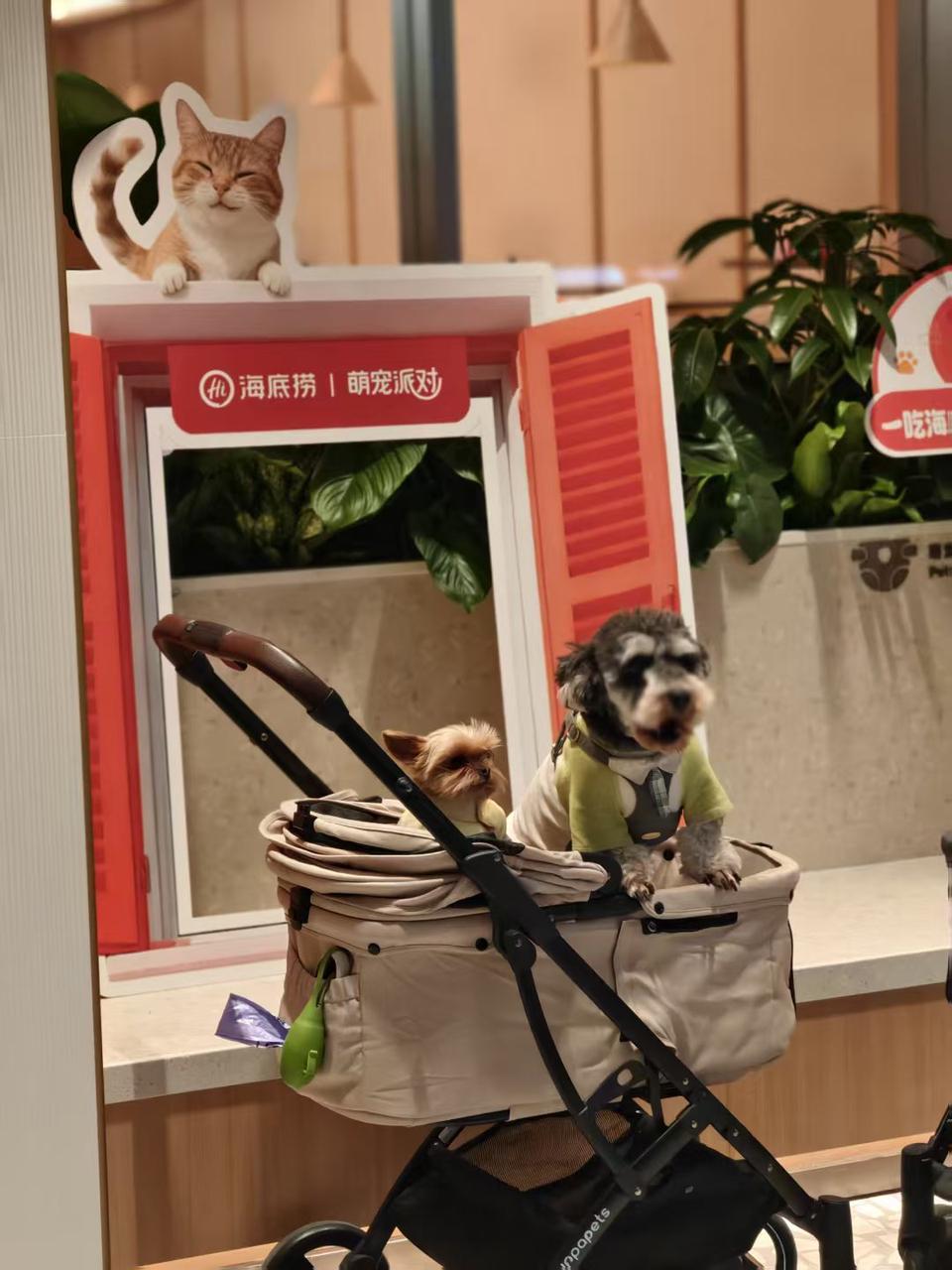 户苏州 创新场景开启“与宠相伴”火锅新体验麻将胡了试玩模拟器海底捞宠物友好主题店落(图4)